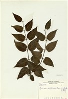 藏品(毛茉莉)的圖片